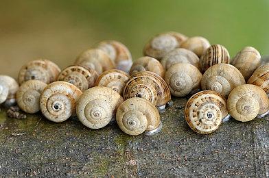 B社：正在开发《老滚5周年版》更新修复 下周初发布